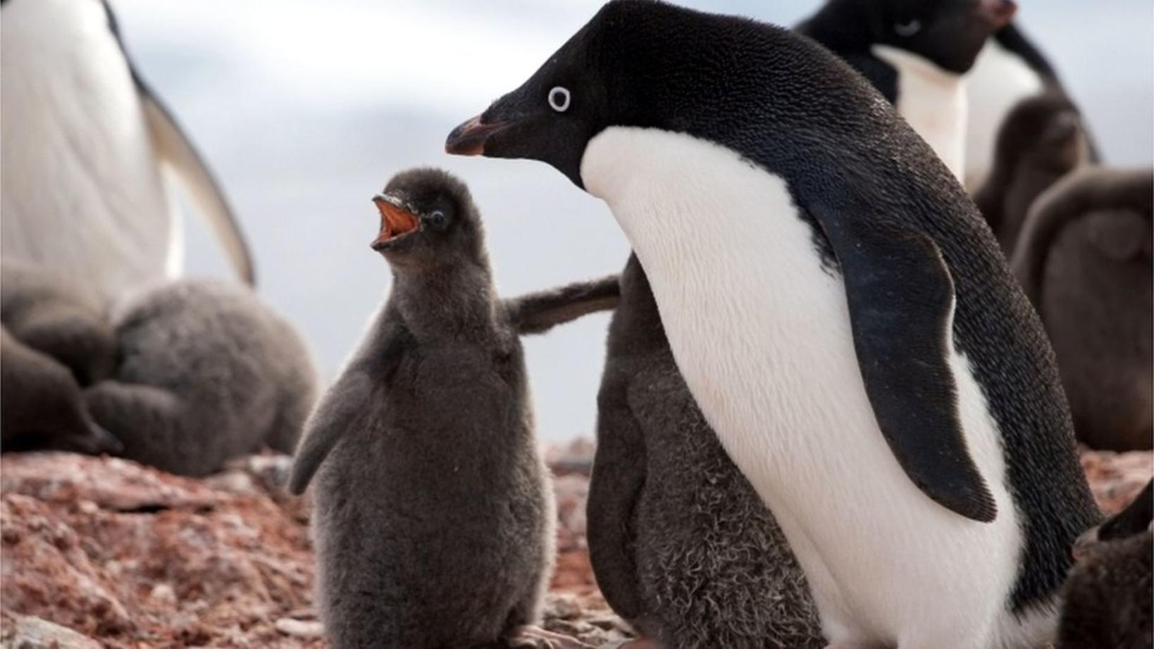 В Антарктиде - массовое вымирание пингвинов! Когда их не станет совсем? 