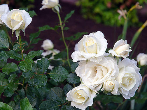 Подкормка для роз: раскрываю секреты буйного цветения