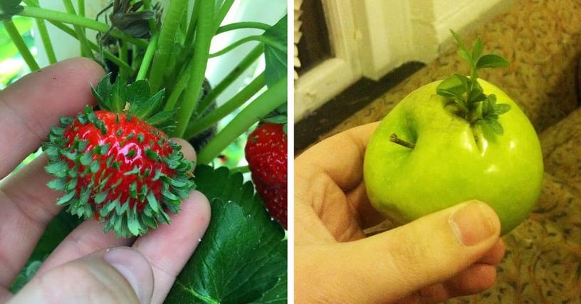 14 проросших овощей и фруктов, какими вы не хотели бы их видеть