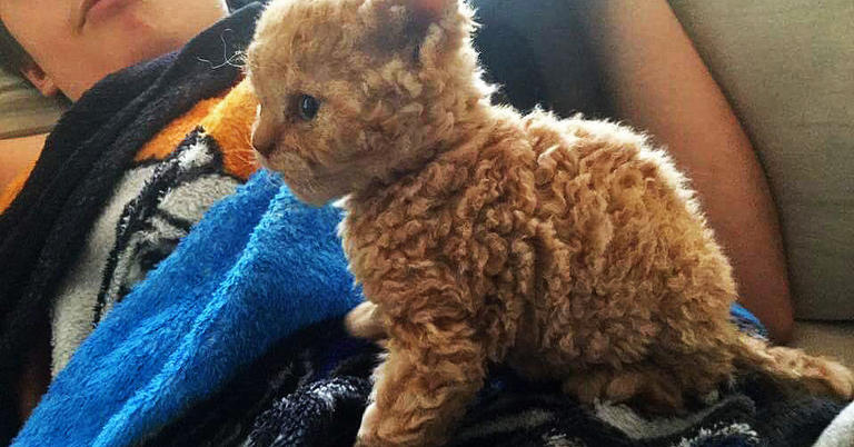В сети появились фото необычных кудрявых котят, и теперь весь интернет сходит по ним с ума