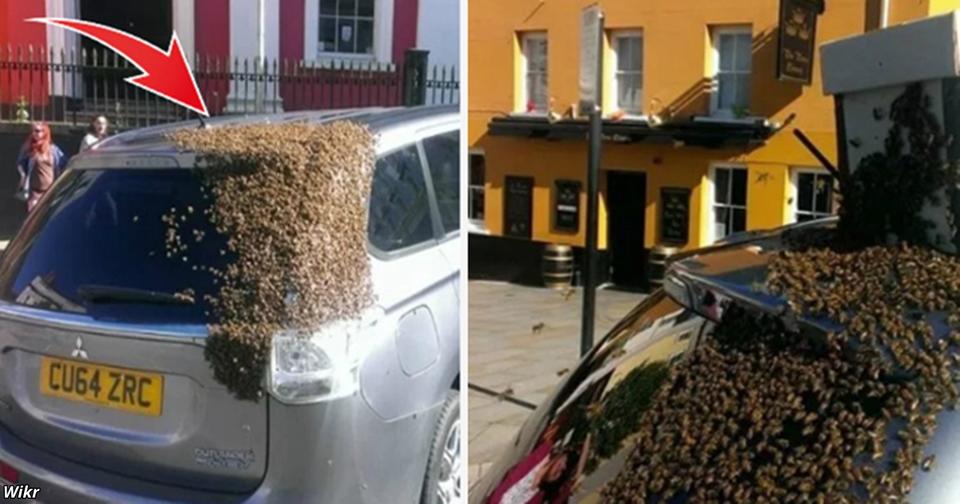 20 000 пчёл 2 дня атаковали её машину. Причина оказалась в багажнике…