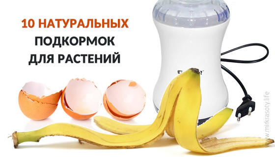 Лучшие натуральные подкормки для растений