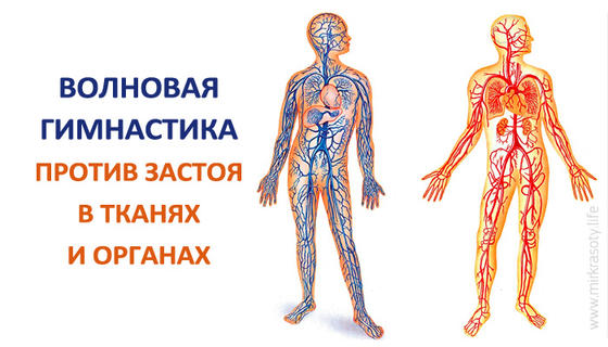 Волновая гимнастика против застоя в тканях и органах