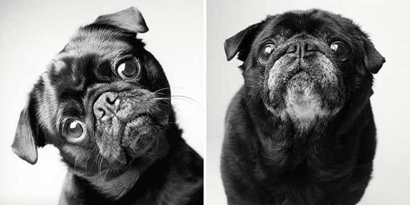 Вот как взрослеют собаки: самый трогательный в мире фотопроект