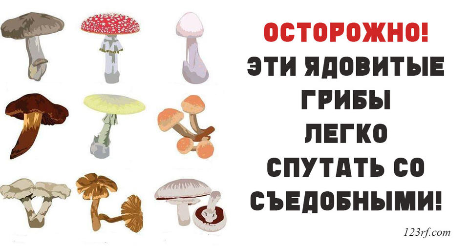 10 грибов убийц, которые абсолютно легко перепутать со съедобными