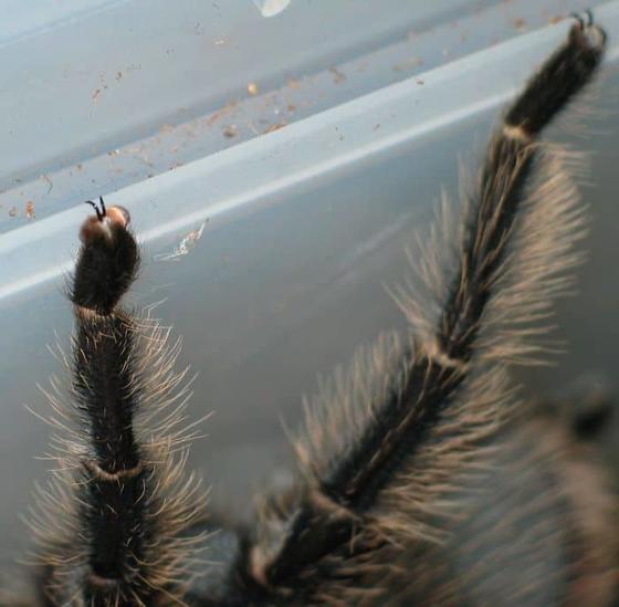 Кто-то заметил, что лапки пауков похожи на кошачьи, и теперь весь интернет не может ими налюбоваться