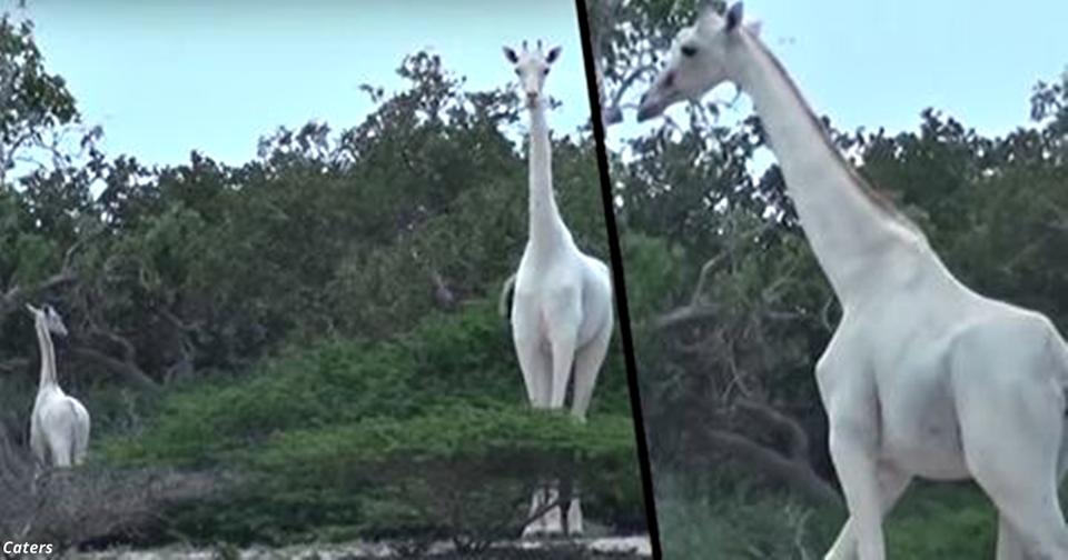 Редчайший белый жираф в первый раз попал на видео! Вот оно