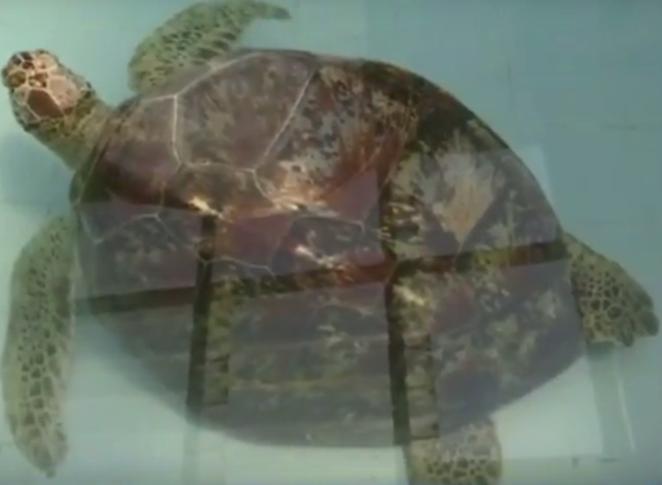 Черепаха не могла плавать, потому внутри нее было 915 монет! Вот как это получилось