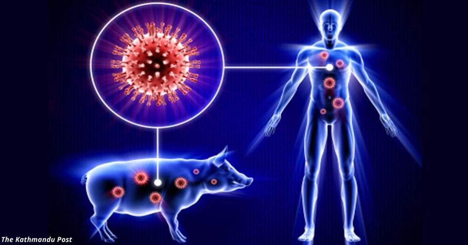 На Восточную Европу идет новая эпидемия свиного гриппа. Вот что надо знать