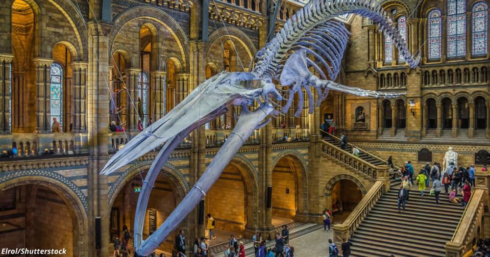 Есть в Лондоне два совершенно безумных музея. Какой из них лучше? 