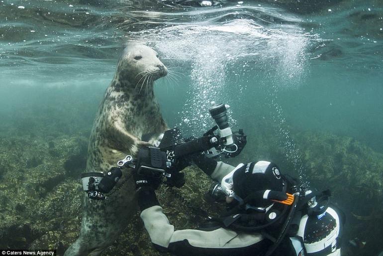 Тюлень пытался украсть у дайвера камеру, а в итоге получились эти невероятные фотографии