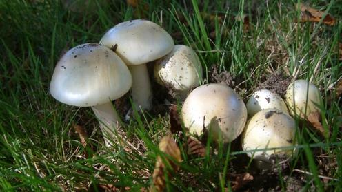 10 грибов-убийц, которые абсолютно легко перепутать со съедобными