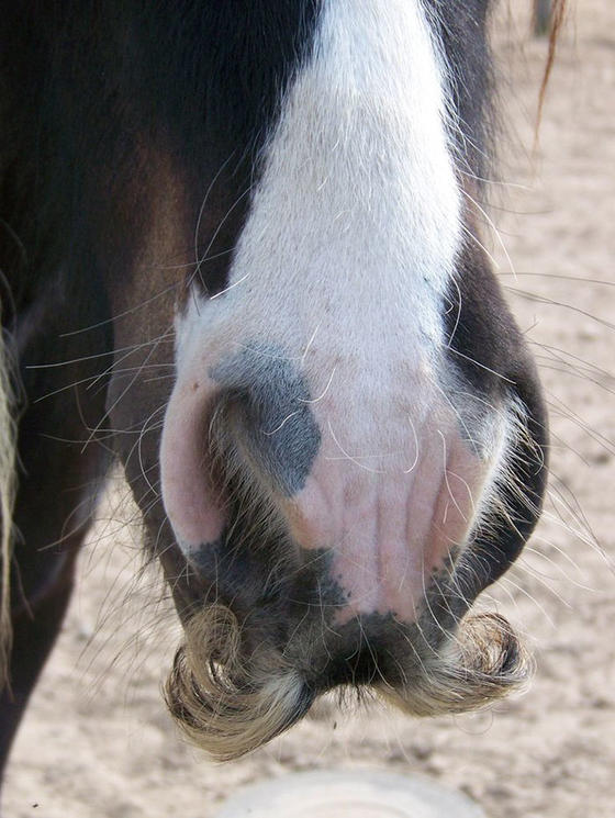 Если вам станет грустно, вспомните, что у лошадей бывают усы! 
