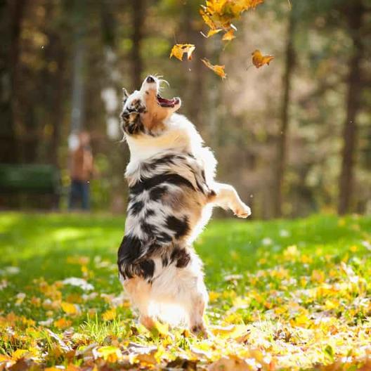 16 озорных собак, играющих в осенней листве, которые обязательно согреют ваши сердца