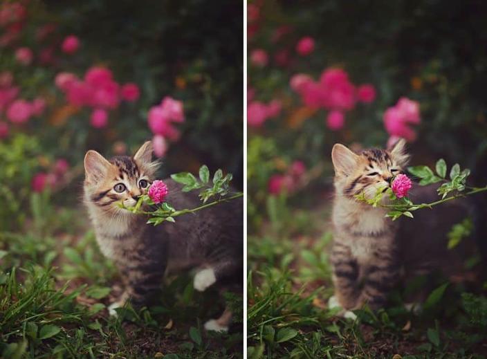 19 настолько милых фотографий, что вам стоить бросить всё и немедленно взглянуть на них