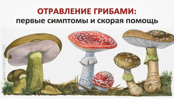 Отравление грибами: первые признаки и скорая помощь