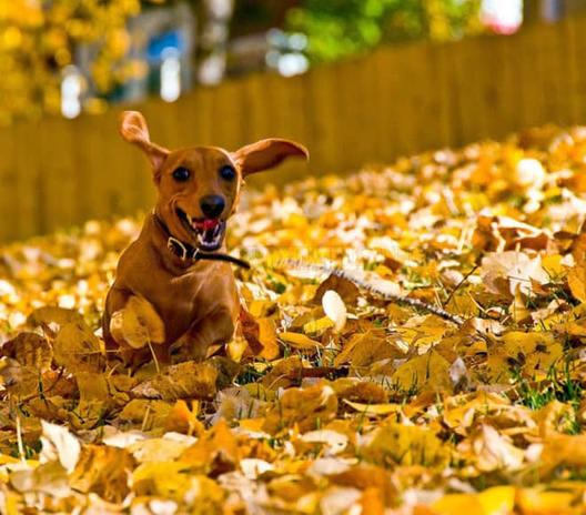 16 озорных собак, играющих в осенней листве, которые обязательно согреют ваши сердца