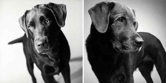 Вот как взрослеют собаки: самый трогательный в мире фотопроект