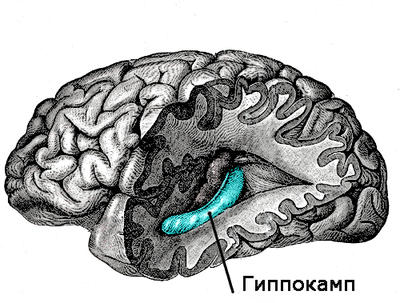 Если вы постоянно что-то забываете, это значит, что ваш мозг - особенный