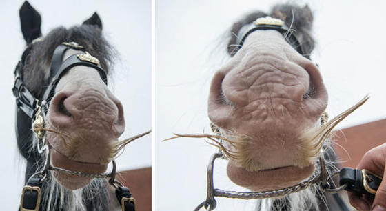 Если вам станет грустно, вспомните, что у лошадей бывают усы! 