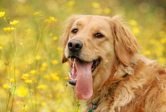 Кому Желтая Собака принесет счастье и удачу в наступающем году!