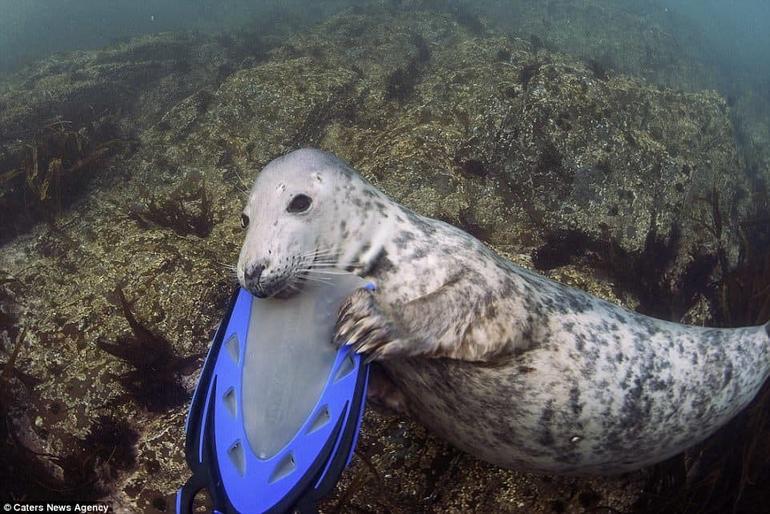 Тюлень пытался украсть у дайвера камеру, а в итоге получились эти невероятные фотографии