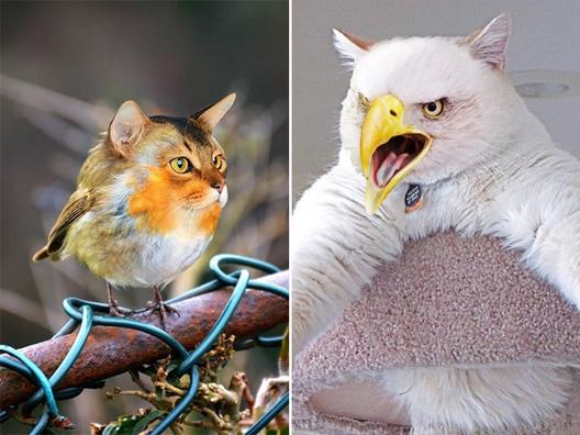 Эти удивительно симпатичные гибриды котов и птиц, созданные в фотошопе, сделают ваш день