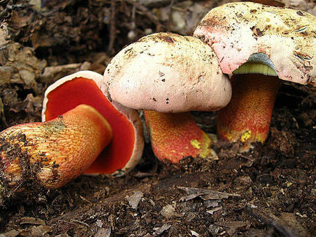 10 грибов-убийц, которые абсолютно легко перепутать со съедобными