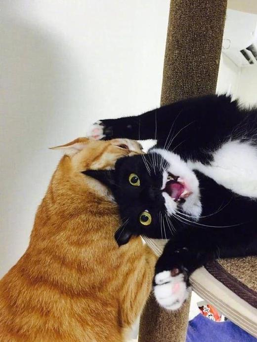 20 лучших фотографий котиков, ради которых и был создан Интернет