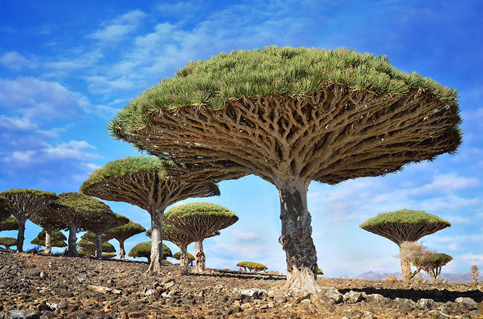16 самых-самых великолепных деревьев, собранных со всего мира