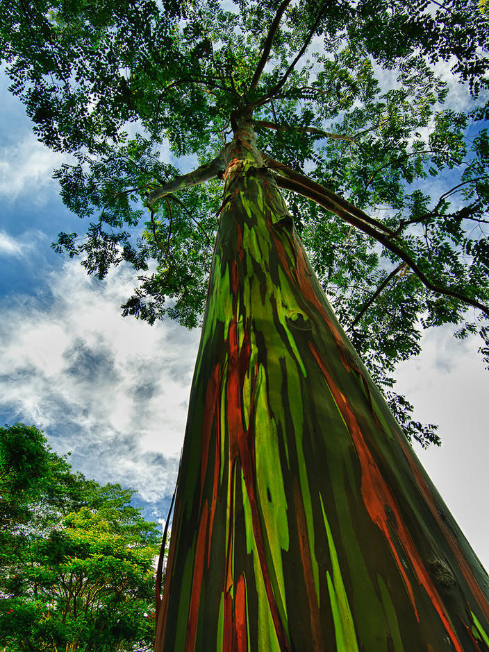 16 самых-самых великолепных деревьев, собранных со всего мира