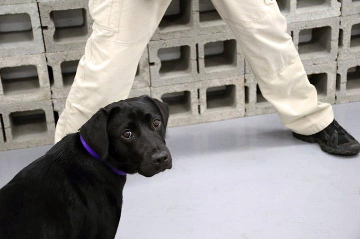 Эта собака прошла обучение в ЦРУ, но в итоге была уволена по одной забавной причине