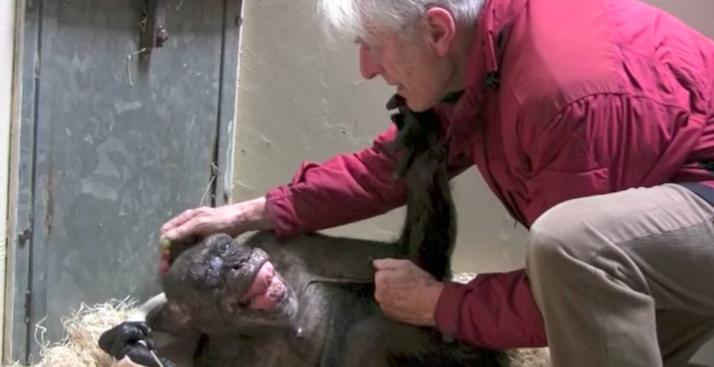 59-летняя шимпанзе умирала. Но потом к ней пришел друг...