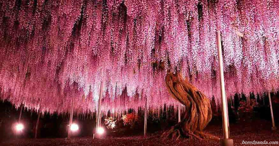 16 самых самых великолепных деревьев, собранных со всего мира