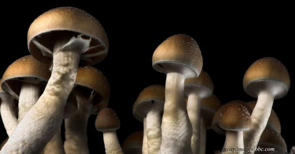Волшебные грибы могут «вправить мозги» людям с депрессией за 1 раз! 