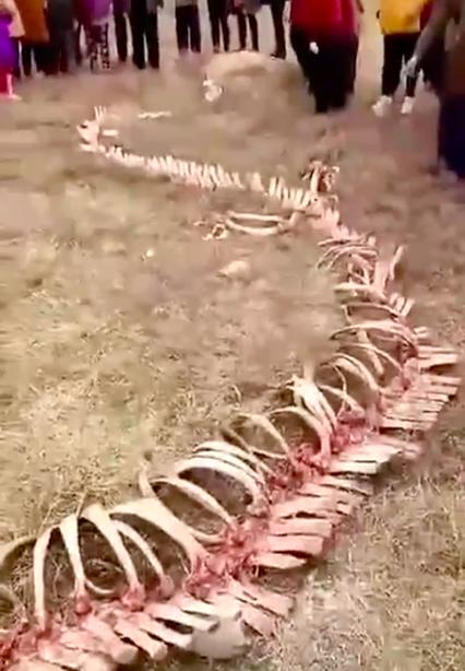 В китайском селе нашли скелет 18-метрового дракона! Вот фото и видео 