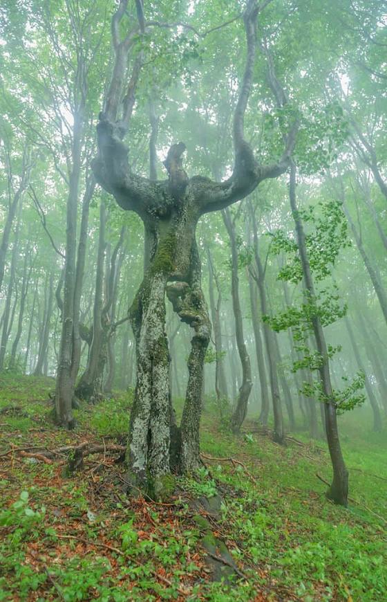 25 необычных деревьев, напоминающих что-то другое, на которые вам придётся взглянуть дважды