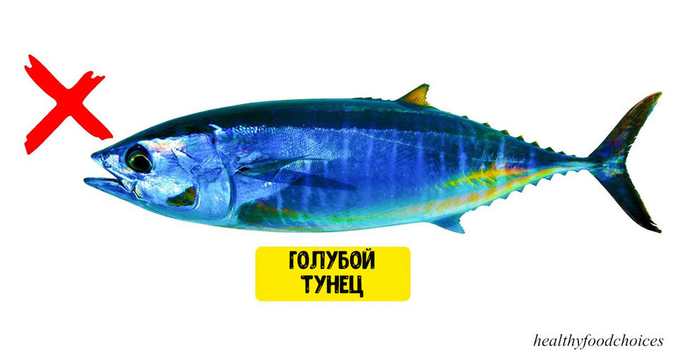 11 видов дорогущей рыбы, есть которую просто нельзя! 