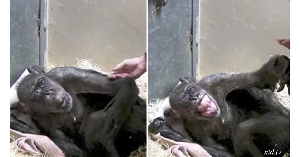 59-летняя шимпанзе умирала. Но потом к ней пришел друг...