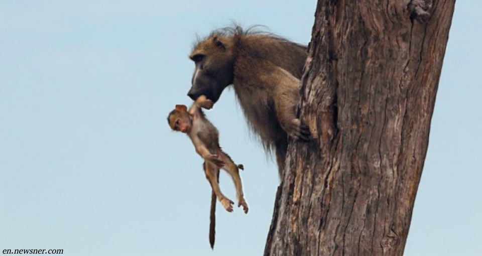 Львица убила мать малыша бабуина. Но когда увидела ее сына, решила поступить иначе... 