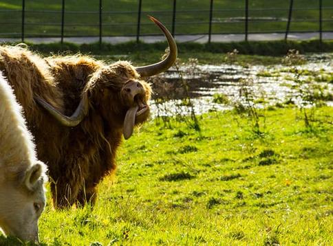 30 удивительно нефотогеничных животных, над которыми вы будете смеяться весь день