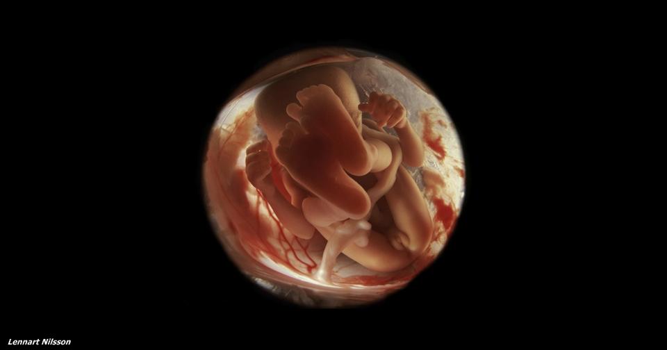 24 совершенно сказочных фото  о том, что происходит внутри мамы во время беременности
