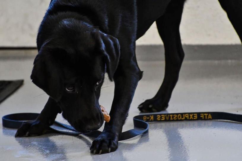 Эта собака прошла обучение в ЦРУ, но в итоге была уволена по одной забавной причине