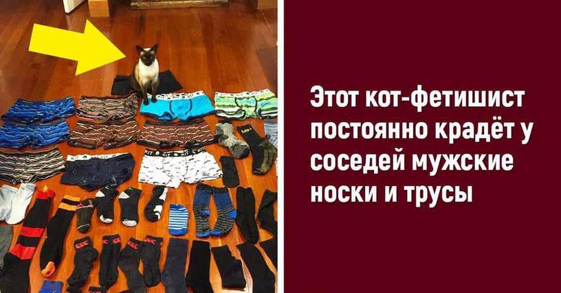 25 забавнейших животных, которые ведут себя как настоящие мерзавцы