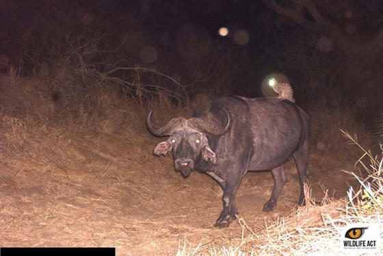 27 фото, которые показывают, что делают животные, когда на них никто не смотрит