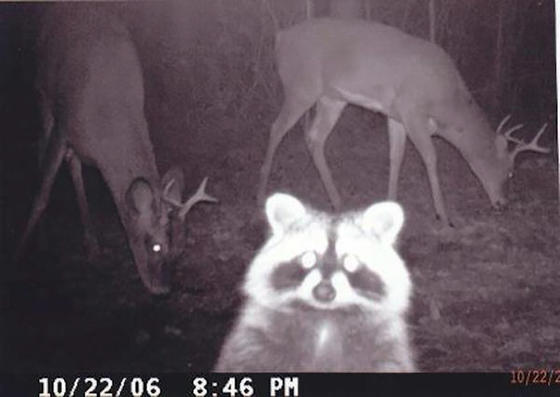 27 фото, которые показывают, что делают животные, когда на них никто не смотрит