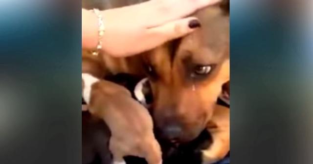 Реакция собаки на спасение её щенков. Невероятно трогательно…