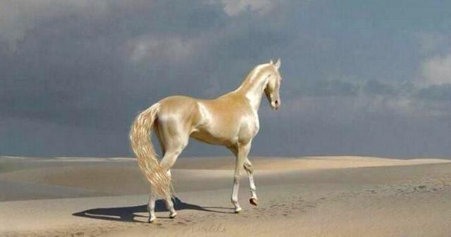 Это самый красивый в мире конь. У него голубые глаза и необычайная — изабелловая масть