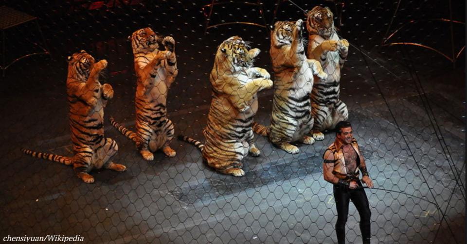 Сразу 2 страны в Европе запретили животных в цирке! Вы - за? 