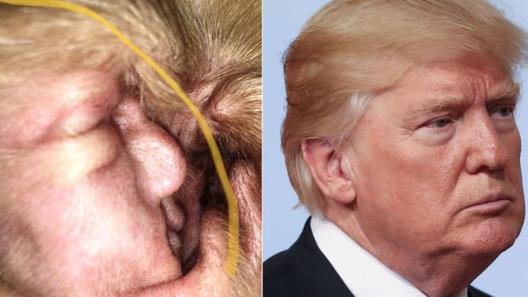 В ушах больной собаки нашли лицо Дональда Трампа! Как думаете, что это??